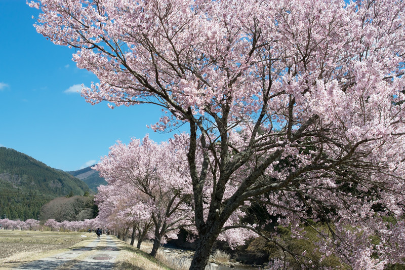 地元民に聞いた 四国の桜見ポイント 超穴場もあるかも 価値のある情報を提供